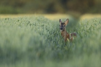 Roe deer (Capreolus capreolus) adult male buck animal in a farmland wheat field in the summer,