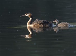 Great crested grebe (Podiceps scalloped ribbonfish) with three young birds swimming on a pond,