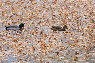 Wintertime at a lake, pair of ducks, autumn leaves, Germany, Europe