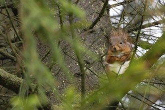 Red squirrel (Sciurus vulgaris) adult animal on a pine tree branch in a forest, Yorkshire, England,