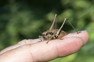 Dark bush-cricket (Pholidoptera griseoaptera) or common bush cricket, female, sitting on the