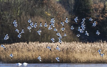 Pied Avocet, Recurvirostra avosetta, birds in flight over marshes at sunrise