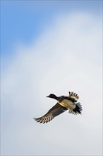 Eurasian Wigeon, Mareca penelope, birds in flight over marshes at winter