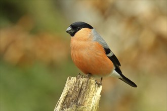 Eurasian bullfinch (Pyrrhula pyrrhula), male, sitting on an old tree stump in an autumnal forest,