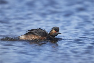 Black necked grebe (Podiceps nigricollis) adult bird in breeding plumage on a lake, Yorkshire,