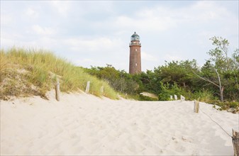 Darßer Ort lighthouse rises behind the path to the beach, landscape with pines (Pinus) and grasses,