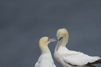 Northern gannet (Morus bassanus) two adult birds during their courtship display on a cliff top,