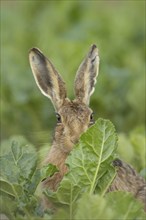 Brown hare (Lepus europaeus) adult animal in a farmland sugar beet field in the summer, Suffolk,