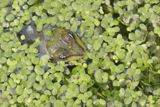 Edible Frog (Pelophylax esculentus, Rana esculenta) in a pond with duckweed (Lemna minor), North