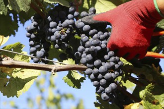 Grape grape harvest: Hand-picking Pinot Noir grapes in a vineyard in the Palatinate