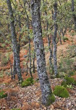 Autumn woodland Sierra de Tormantos mountains, near Cuacos de Yuste, La Vera, Extremadura, Spain,