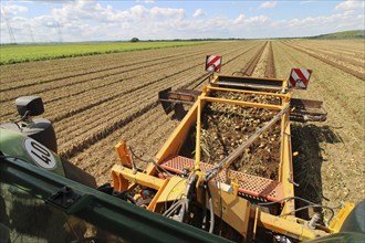 Farmer Markus Frank from Frankenthal during the agricultural onion harvest (onion harvesting)