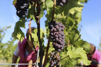 Grape grape harvest: Hand-picking of Pinot Gris grapes in the Palatinate (Norbert Groß winery,