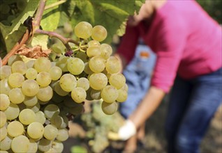 Grape grape harvest: Manual harvest of Chardonnay grapes in a vineyard in the Palatinate