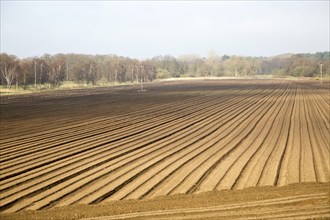 Rows made in sandy soil in field prepared for cultivation, Suffolk Sandlings landscape, Butley,