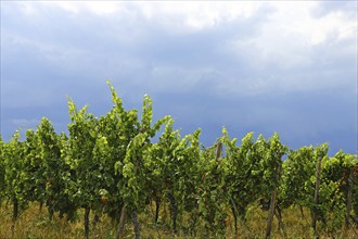 Symbolic image for longed-for rain: Approaching thunderstorm over the vines near Bad Dürkheim,