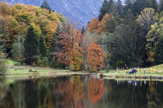 Moor, moor pond, water reflection, autumn colours, autumn coloured trees, Oberstdorf, Oberallgäu,