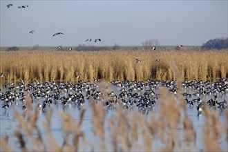 White-fronted Geese, Barnacle Geese (Branta leucopsis), NABU Bird Observation Centre, Krummhörn,