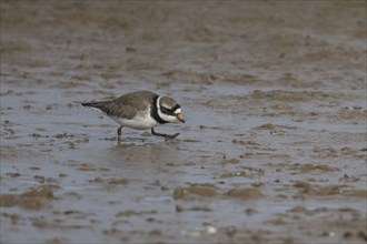 Ringed plover (Charadrius hiaticula) adult bird walking on a mudflat, Norfolk, England, United