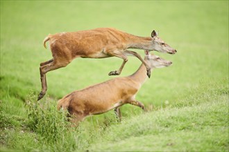 Red deer (Cervus elaphus) hind jumping over a dig on a meadow in the mountains in tirol, Kitzbühel,