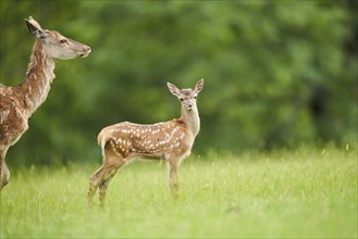 Red deer (Cervus elaphus) fawn standing on a meadow in the mountains in tirol, Kitzbühel, Wildpark