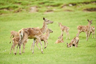 Red deer (Cervus elaphus) mother with her fawn standing on a meadow in the mountains in tirol,