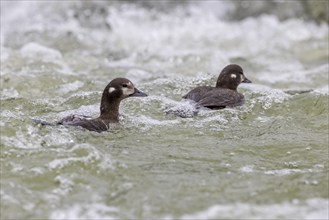 Harlequin duck (Histrionicus histrionicus), female, 2 specimens, swimming in the raging river, Laxa