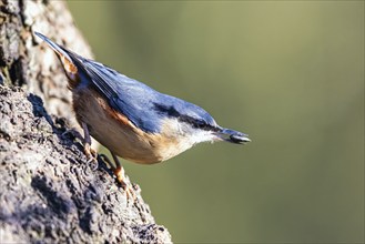 Eurasian Nuthatch, Sitta europaea bird in forest at winter sun