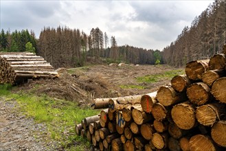 Forest dieback in the Arnsberg Forest nature park Park, over 70 per cent of the spruce trees are