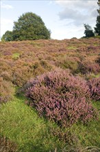 Shallow depth of field heather plants heathland, Shottisham, Suffolk, England, UK