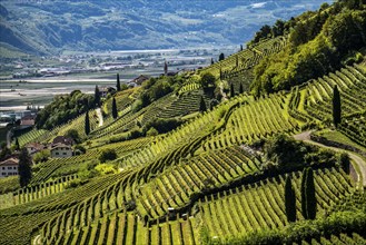 Landscape in the Adige Valley, in South Tyrol, above the village of Tramin, vineyards dominate the