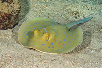 Bluespotted ribbontail ray (Taeniura lymma) Blue-spotted stingray lies with venomous sting on its