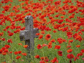 Poppy, poppy, cemetery, gravestone, cross, flowers, poppies, Tiszaalp-r, Kiskuns-gi National Park,