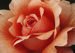 Plants, Flowers, Red rose, Blossom, Detail, Close, Macro, Close up, pink, Plant, Flowers, Roses,