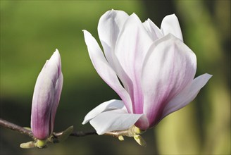 Magnolia, Magnolia, Mainau Island, Germany, Europe