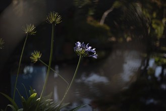 An ornamental lily (Agapanthus praecox) growing in a garden, Germany, Europe