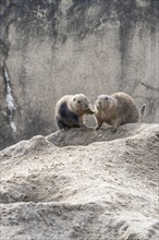 Prairie dogs (Cynomys ludovicianus), Emmen Zoo, Netherlands