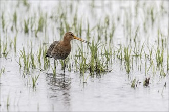 Black-tailed Godwit (Limosa limosa), Lower Saxony, Germany, Europe