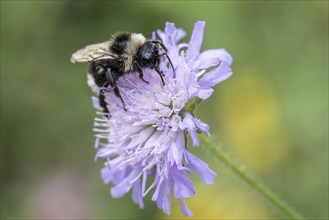 Shrill carder bee (Bombus sylvarum), Emsland, Lower Saxony, Germany, Europe