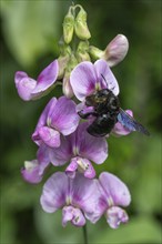 Violet carpenter bee (Xylocopa violacea) on broad-leaved pea (Lathyrus latifolius),