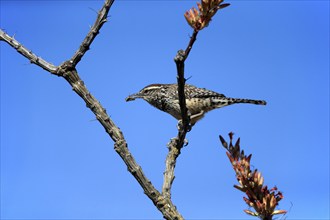 Cactus wren (Campylorhynchus brunneicapillus), adult, on wait, feeding, with prey, Sonoran Desert,