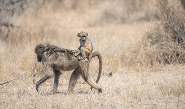 Chacma baboons (Papio ursinus), young sitting on the mother's back, foraging in dry grass, Kruger