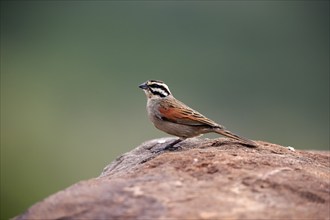 Cape Bunting, (Emberiza capensis), adult, vigilant, rock, Mountain Zebra National Park, Eastern