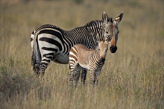 Cape Mountain Zebra (Equus zebra zebra), adult, juvenile, mother with juvenile, female, Mountain