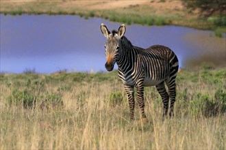 Cape Mountain Zebra (Equus zebra zebra), adult, foraging, water, Mountain Zebra National Park,