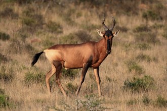 Red hartebeest (Alcelaphus buselaphus caama), kaama, adult, male, feeding, alert, Mountain Zebra