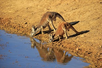 Red kangaroo (Macropus rufus), male, female, pair, drinking at water, waterhole, Sturt National