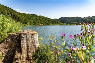 Meerfelder Maar, Vulkaneifel, Vulkansee, Eifel, Rhineland-Palatinate, Germany, Europe