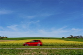 Country road by a flowering rape field, landscape near Mülheim an der Ruhr, Germany, Europe