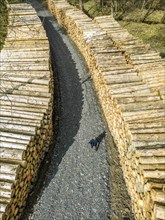 Felled, stacked spruce trunks, forest dieback in the Arnsberg Forest nature park Park, over 70 per